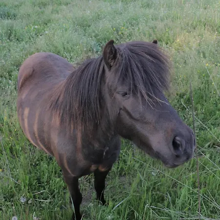 컨트리하우스 Etno Desa *